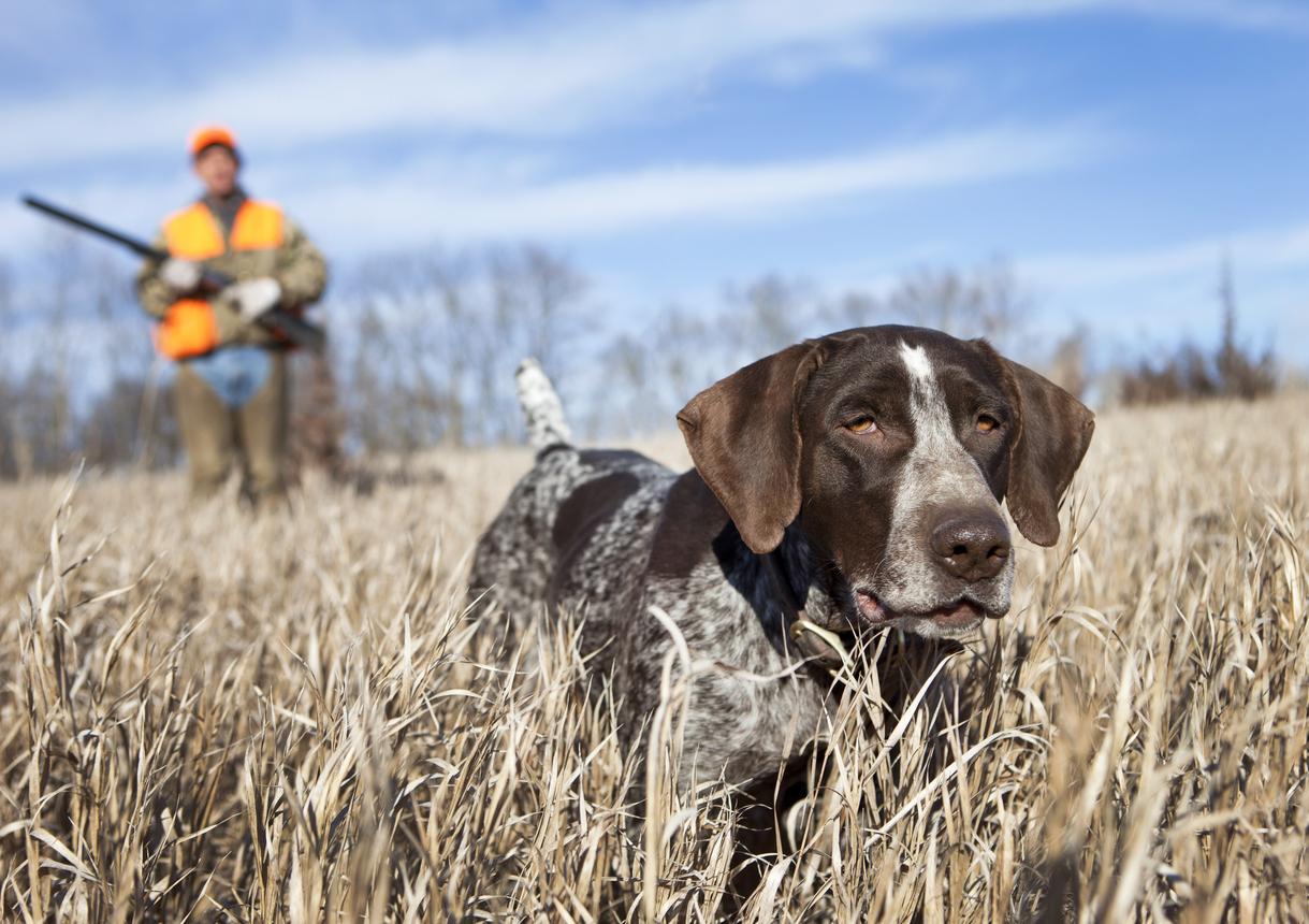 Visitor Match & Mail: Your Bird Dog for More Leads & Sales